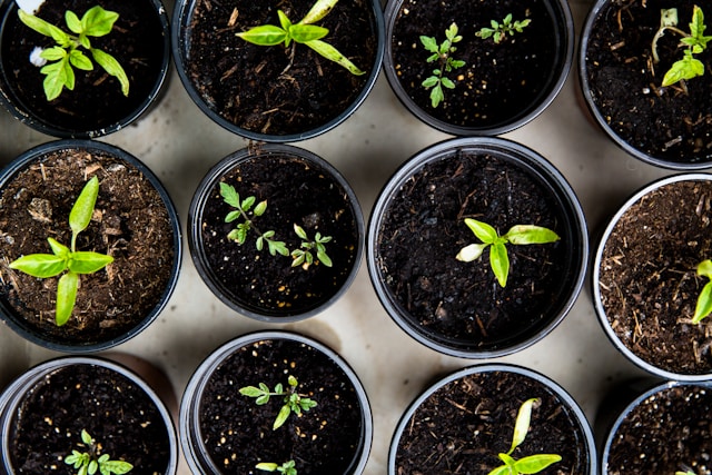 Unlock your inner green thumb with these simple container garden ideas.